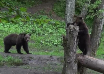 Proiectul crește numărul urșilor care pot fi împușcați Tânăra atacată se afla pe un traseu din Bucegi, la Jepii Mici Eforturile salvatorilor de a recupera corpul îngreunate de prezența ursului