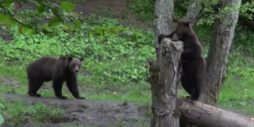 Proiectul crește numărul urșilor care pot fi împușcați Tânăra atacată se afla pe un traseu din Bucegi, la Jepii Mici Eforturile salvatorilor de a recupera corpul îngreunate de prezența ursului