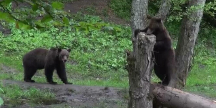 Proiectul crește numărul urșilor care pot fi împușcați Tânăra atacată se afla pe un traseu din Bucegi, la Jepii Mici Eforturile salvatorilor de a recupera corpul îngreunate de prezența ursului